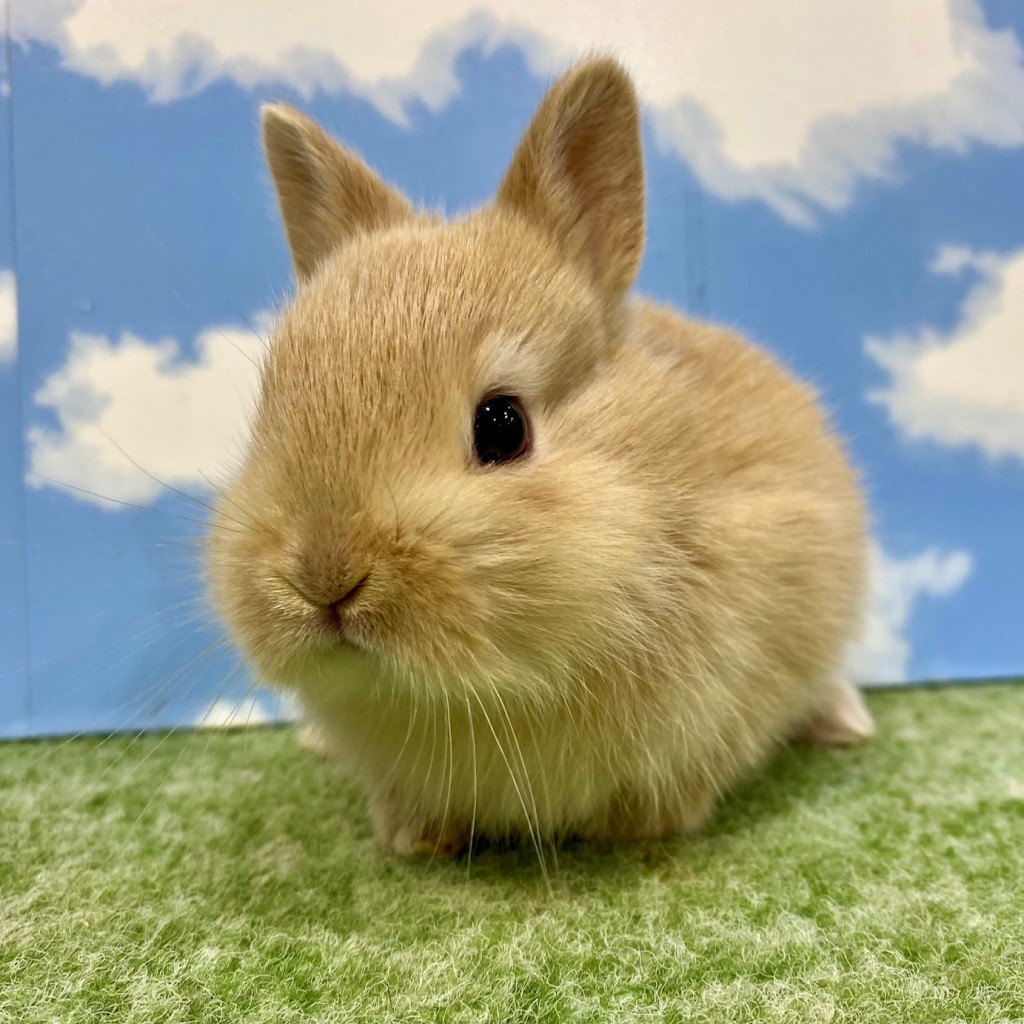 ペットうさぎ おこめbaby 画像３