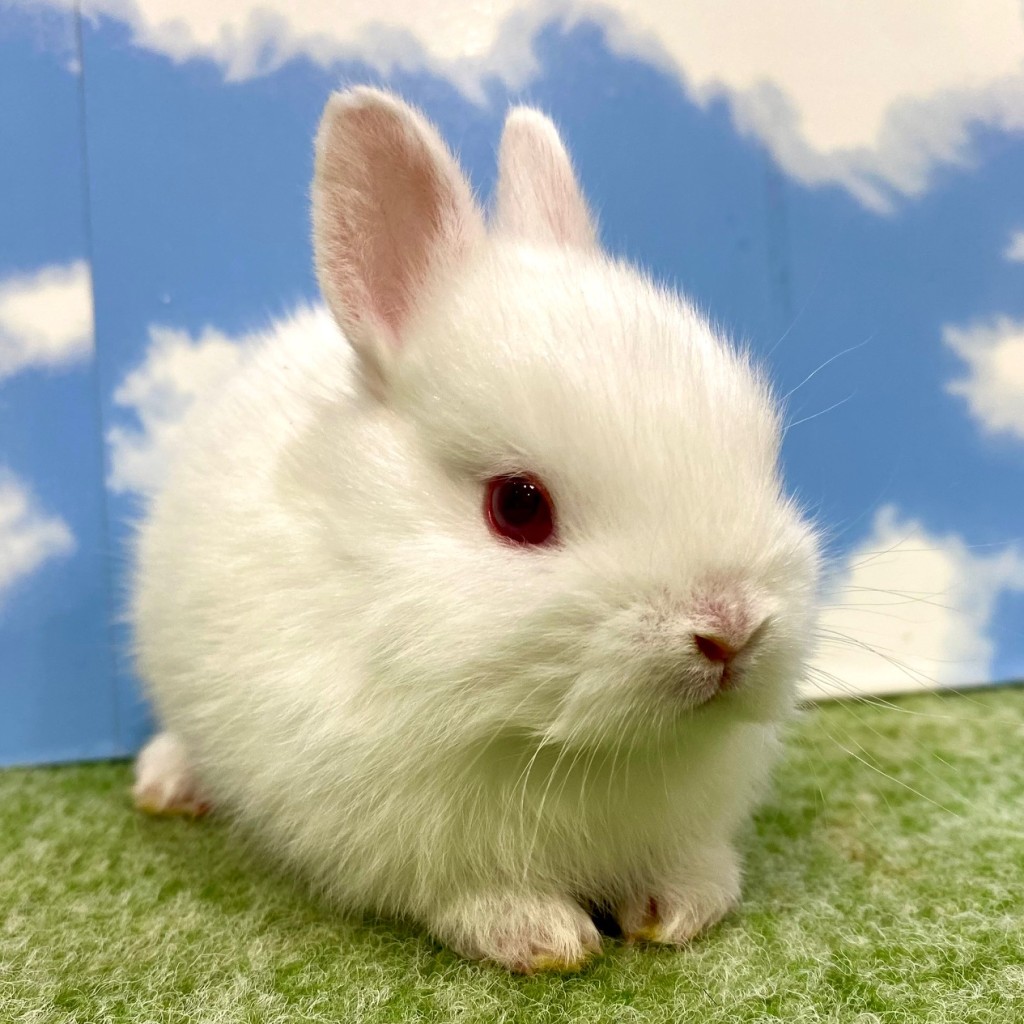 ペットうさぎ おこめbaby 画像１