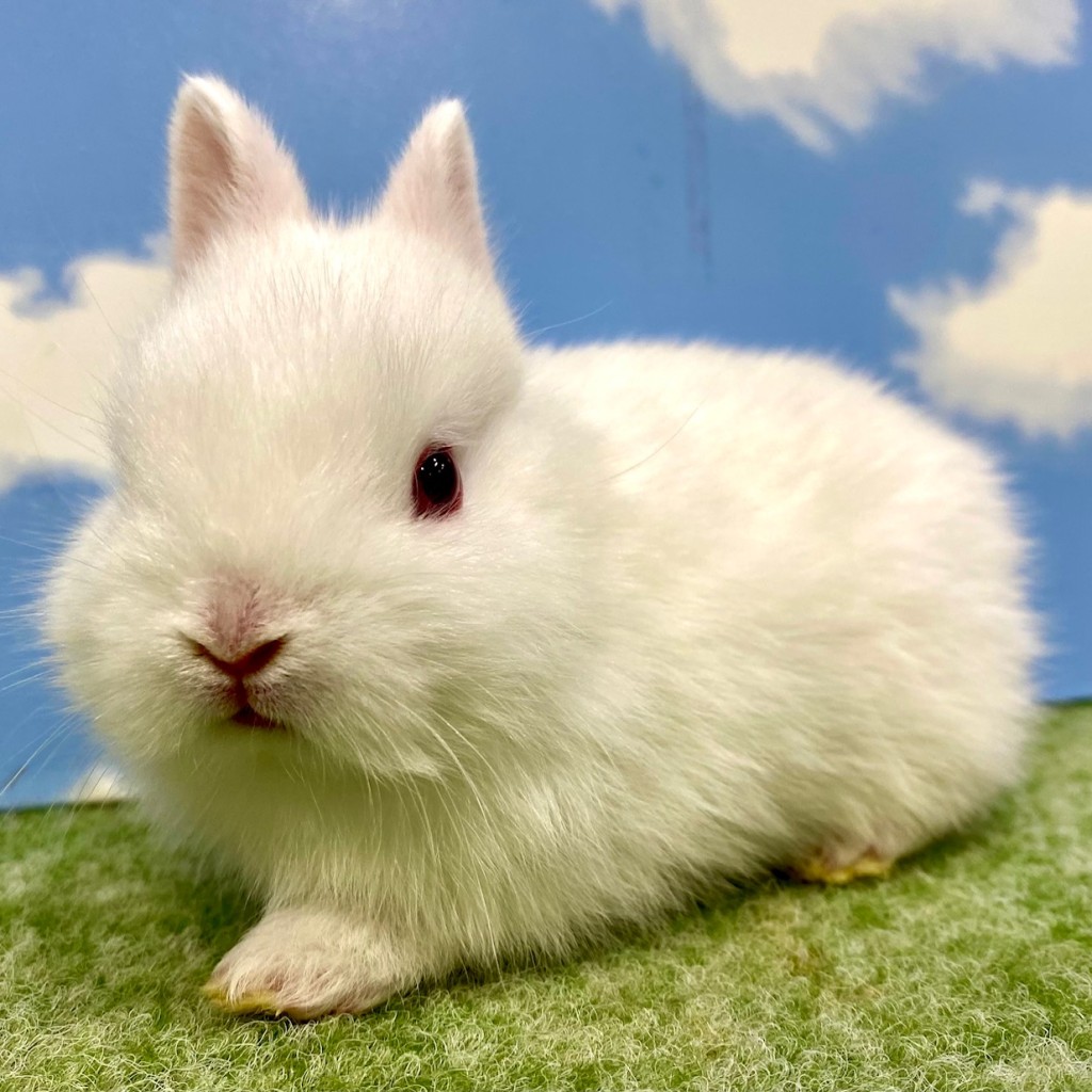 ペットうさぎ おこめbaby 画像２