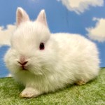 ペットうさぎ おこめbaby 画像2