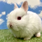 ペットうさぎ おこめbaby 画像3