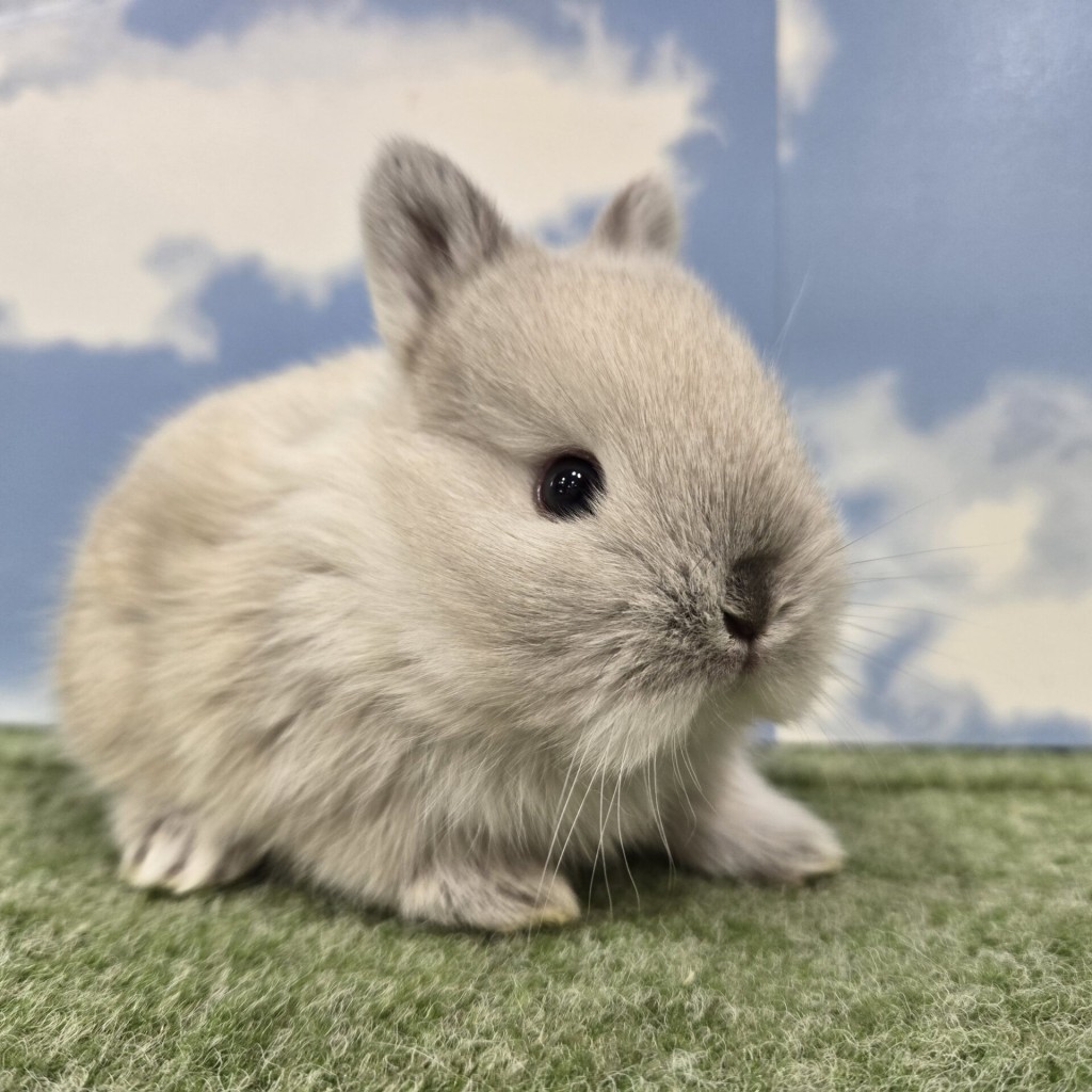 ペットうさぎ たまみbaby 画像２