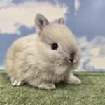 ペットうさぎ たまみbaby 画像２