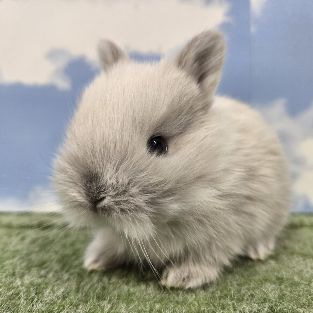 ペットうさぎ たまみbaby 画像１