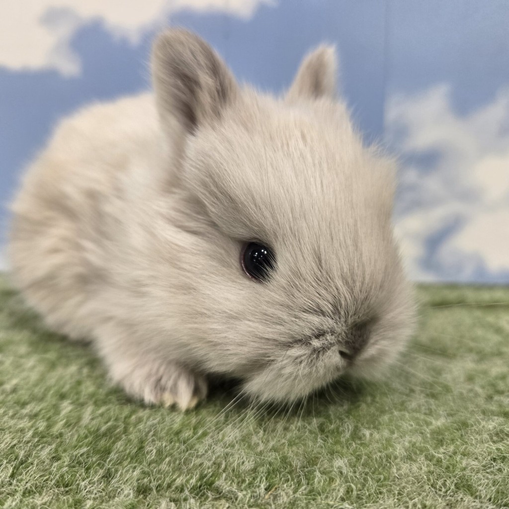 ペットうさぎ たまみbaby 画像３