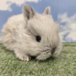 ペットうさぎ たまみbaby 画像３