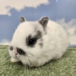 ペットうさぎ たまみbaby 画像2