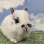 ペットうさぎ たまみbaby 画像1