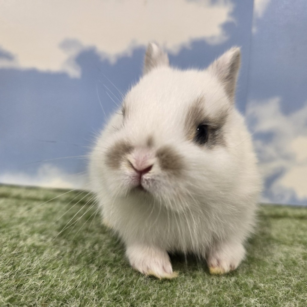 ペットうさぎ もんじゅbaby 画像１