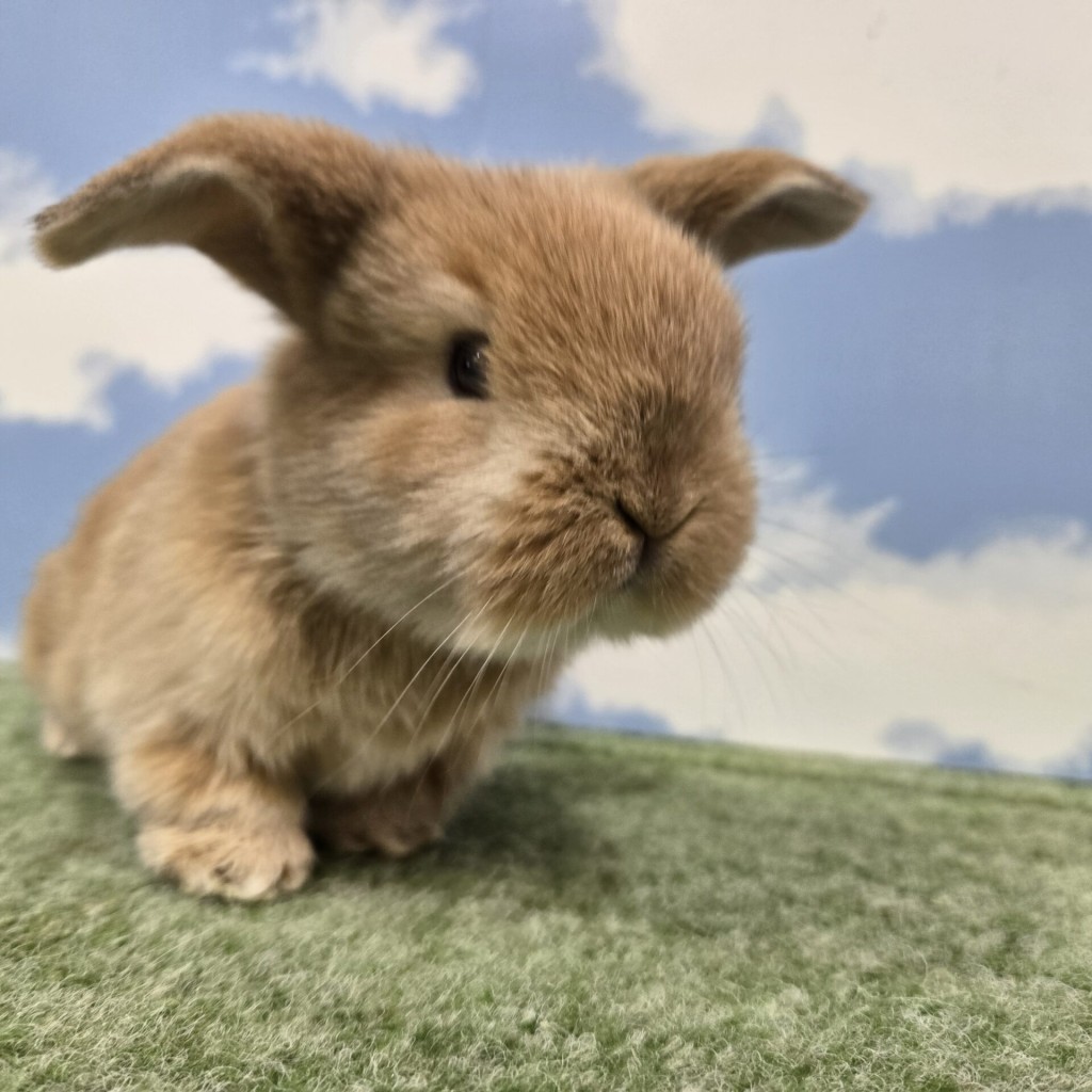 ペットうさぎ みもざbaby 画像３