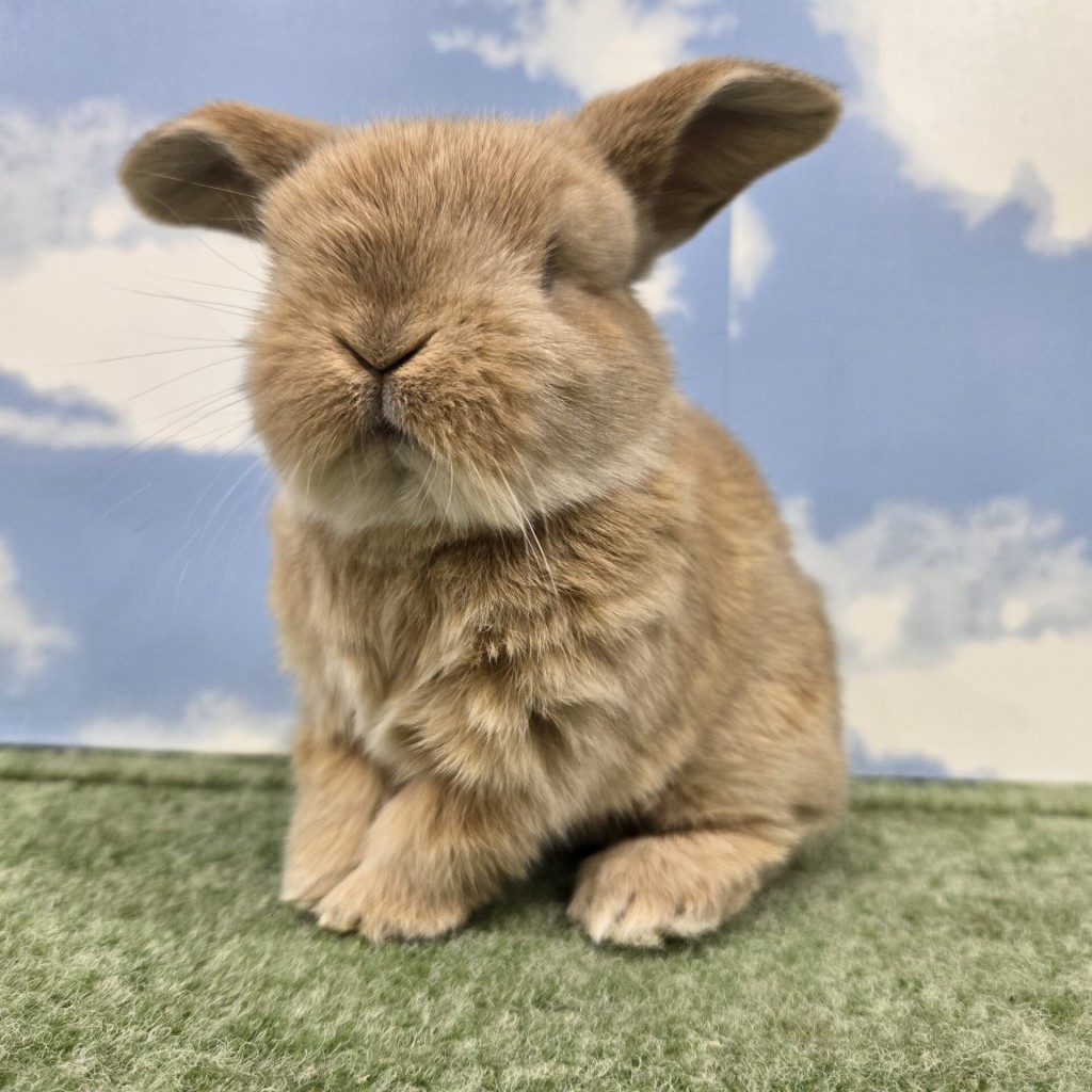 ペットうさぎ みもざbaby 画像２