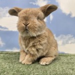 ペットうさぎ みもざbaby 画像2