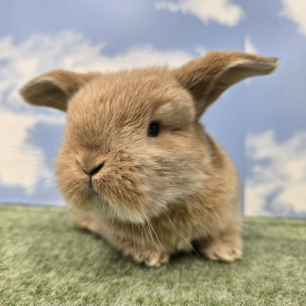 ペットうさぎ みもざbaby 画像１