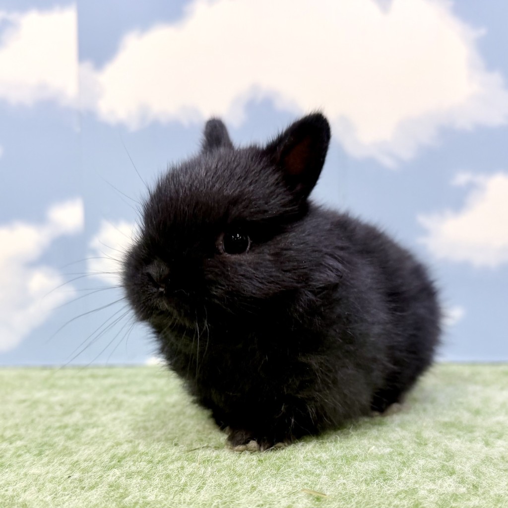 ペットうさぎ しぐれbaby 画像１