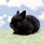 ペットうさぎ しぐれbaby 画像3
