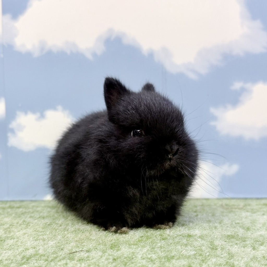 ペットうさぎ しぐれbaby 画像２