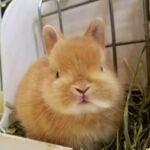 ペットうさぎ専門店　Tiny rabbit